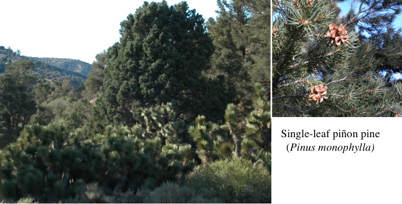 Pinyon pines and joshua trees